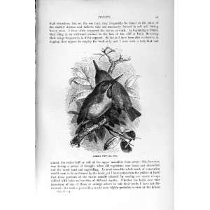  NATURAL HISTORY 1895 JAMAICA TODY BIRDS TREE PRINT
