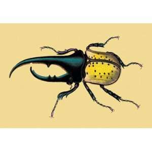  Horned Beetle #2 20x30 poster