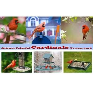  Attract Colorful Cardinals To Your Yard   Personalized Pre 