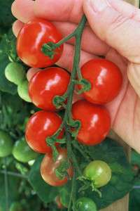 Tiny Tim Tomato Seeds (Multi Qty) Heirloom  