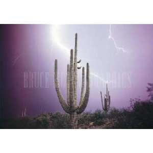  Art Wolfe   Lightning Sonoran Desert Arizona NO LONGER IN 