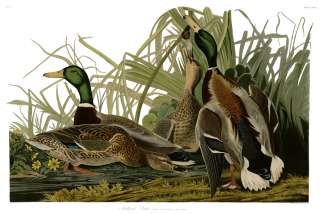 No. 221 Mallard Duck Huge Audubon Print  