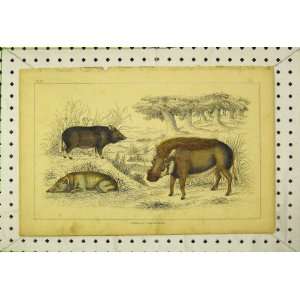    C1850 Colour Print Wild Animals Boar Country Scene