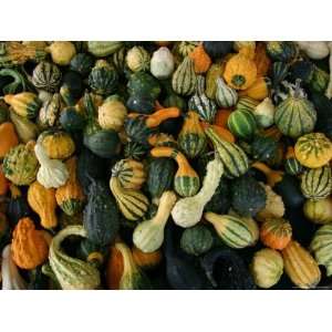  Autumn Variety of Squash in Many Shapes, Patterns, and 
