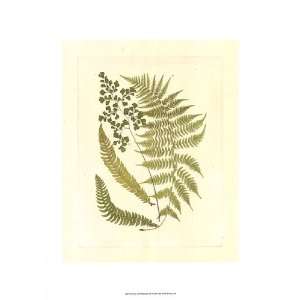  Ferns with Platemark III by Unknown 13x19 Kitchen 