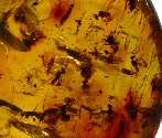 Over 14 Stingless Bees In Mexican Amber Specimen  