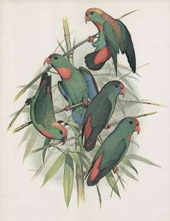 William T Cooper natural history print PHILIPPINE HANGING PARROT 