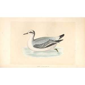  Grey Phalarope British Birds 1St Ed Morris 1851