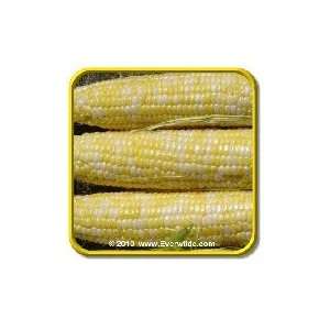      Bulk Bi Color Hybrid Sweet Corn Seeds Patio, Lawn & Garden