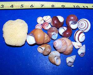 15   ASSORTED LAND SNAIL SHELLS HERMIT CRAB WITH MOISTURE SPONGE 