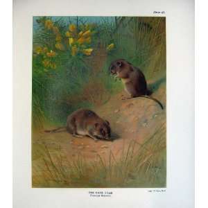  1903 Colour Print Bank Vole Evotomys Glareolus Mammals 