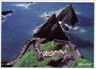 HERDING SHEEP Dunquin Pier Dingle Ireland Postcard  