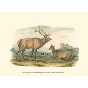 American Elk and Deer by John Woodhouse Audubon 13x10:  