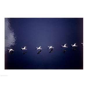  of Lesser Flamingos Flying 24.00 x 18.00 Poster Print: Home & Kitchen