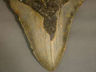 Huge 5.75 CARCHAROCLES MEGALODON Pre Historic SHARK TOOTH Antique 