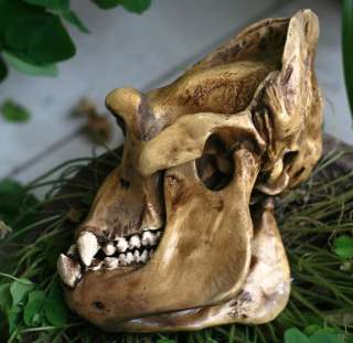 chimpanzee skull resin made Taxidermy 10x6.5x 6.5  