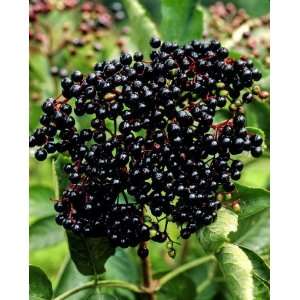 Schwarzer Holunder weiß blühend und schwarzen Früchten, 1 Strauch 