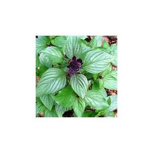  Basil, Anise Herb Seed   1oz Seed Packet Patio, Lawn 
