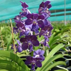 AC171 Orchid Plant Vascostylis Tham Yuen Grocery & Gourmet Food