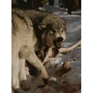  A Snarling Alpha Male Gray Wolf, Canis Lupus, Defends a 