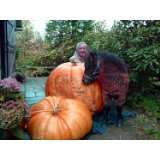Dills Atlantic Giant Pumpkin 50 Seeds  