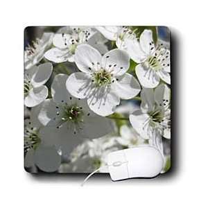  Patricia Sanders Flowers   White Flowering Tree Macro Flowers 