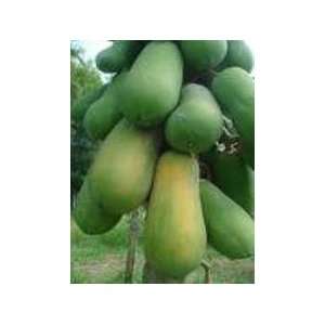    Tropical Asian Thai Papaya Fruit 5 Seeds Patio, Lawn & Garden