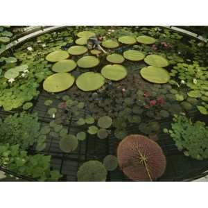 Emma Fox Stands in a Pond of Giant Water Lily Plants Photographic 