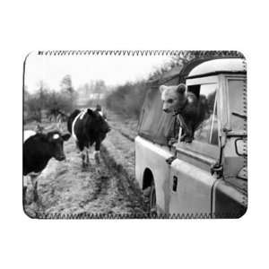  A bear cub takes a spin in a Land Rover   iPad Cover 