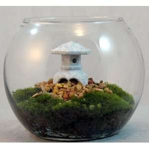  Tranquility Terrarium with Live Moss & Japanese Lantern 