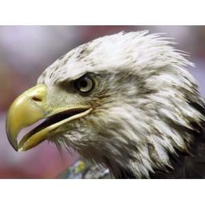  A Bald Eagle from the World Bird Sanctuary Looks on During 