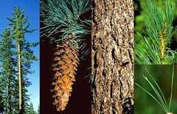 Sugar Pine (Pinus lambertiana)   Seed  