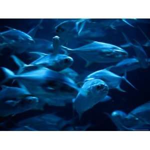  A Group of Dolphin Fishes, Commonly Known as Mahi Mahi 