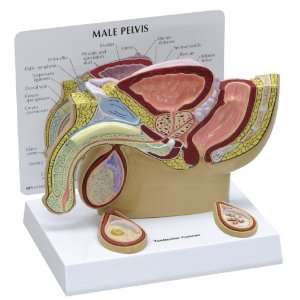 Male Pelvis and Testicle Anatomical Model with Two Lesions  