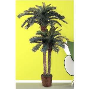  C. Alan 5033 Sago Palm Tree Double Poted 6 & 4
